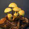 Zdjęcie: maslanka wiazkowa - Hypholoma fasciculare 2.jpg